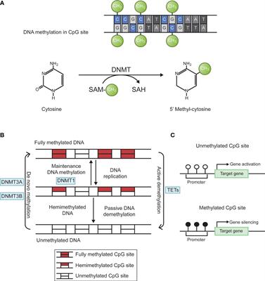 Prospects and feasibility of synergistic therapy with radiotherapy, immunotherapy, and DNA methyltransferase inhibitors in non-small cell lung cancer